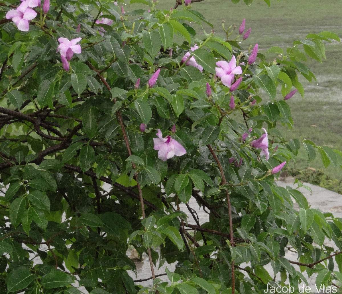 Cryptostegia madagascariensis Bojer ex Decne.